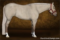 Horse Color:Silver Grullo Roan Rabicano 