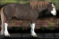 Horse Color:Liver Chestnut Sabino Splash Varnish Rabicano