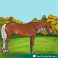 Horse Color:Unknown 
