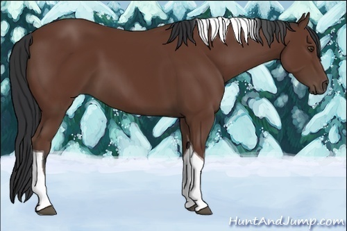 Horse Color:Bay Tobiano 
