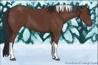 Horse Color:Bay Tobiano 