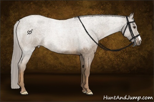 Horse Color:Chocolate Palomino Roan 