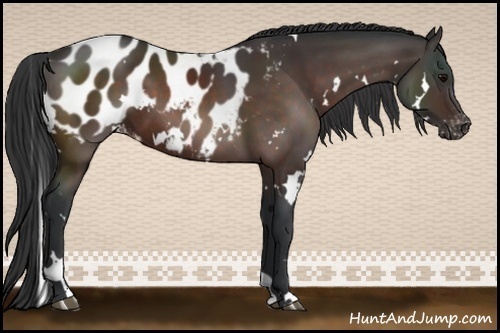 Horse Color:White Spotted Bay Appaloosa 