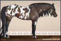 Horse Color:White Spotted Bay Appaloosa 