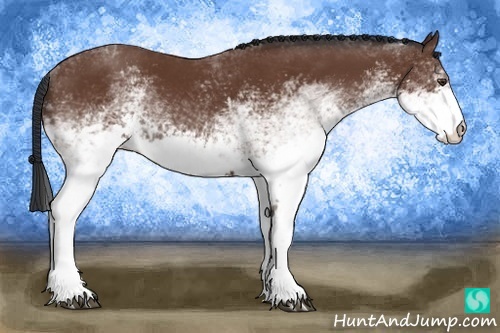 Horse Color:White Spotted Bay 