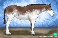 Horse Color:White Spotted Bay 
