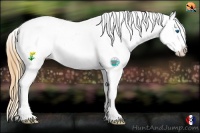 Horse Color:Grullo Splash Appaloosa 