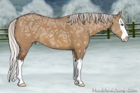 Horse Color:Silver Bay Ice Dun Sabino Splash 