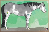 Horse Color:Grullo Chinchilla Splash