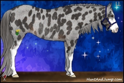 Horse Color:Liver Chestnut Sabino Varnish Rabicano