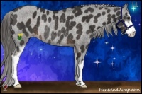 Horse Color:Liver Chestnut Sabino Appaloosa Rabicano