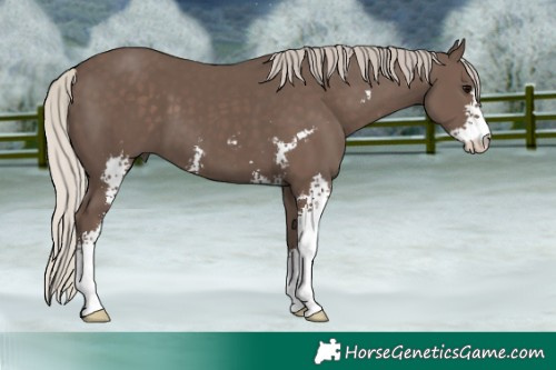 Horse Color:Silver Black Sabino 