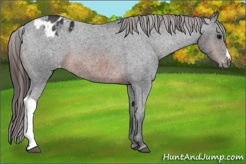 Horse Color:Brown Appaloosa