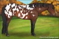 Horse Color:Bay Appaloosa 