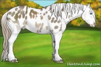 Horse Color:Liver Chestnut Splash Appaloosa 