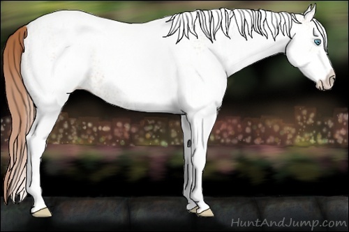 Horse Color:White Spotted Buckskin Pearl 