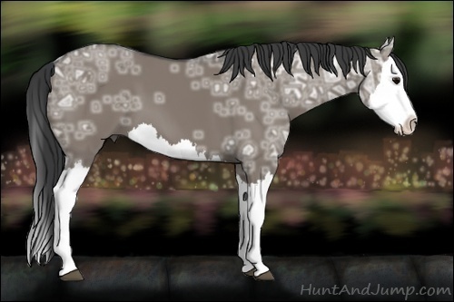 Horse Color:Grullo Ice Splash