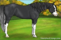 Horse Color:Black Sabino Splash