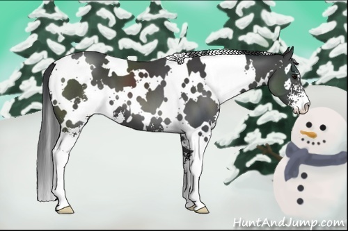 Horse Color:White Spotted Black Sabino