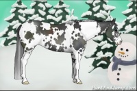 Horse Color:White Spotted Black Sabino