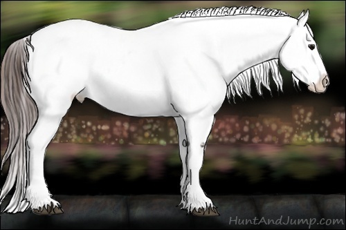 Horse Color:White Spotted Brown Appaloosa 