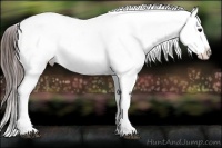 Horse Color:White Spotted Brown Appaloosa 