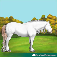Horse Color:Brown Roan Splash Appaloosa 