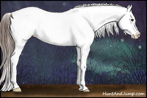 Horse Color:Liver Chestnut Appaloosa 