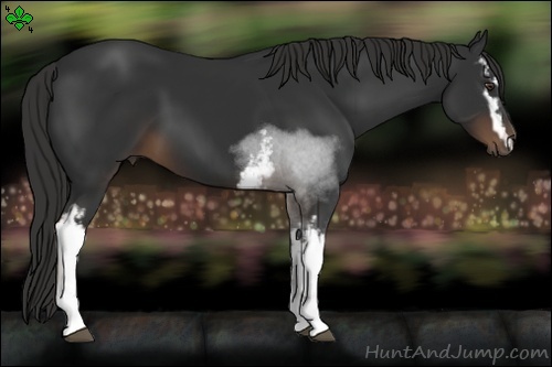 Horse Color:White Spotted Liver Chestnut 