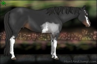 Horse Color:White Spotted Liver Chestnut