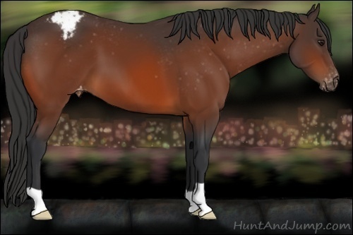 Horse Color:Bay Appaloosa 