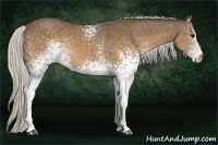 Horse Color:White Spotted Silver Buckskin 