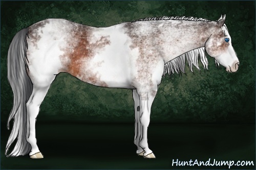 Horse Color:White Spotted Bay Splash 