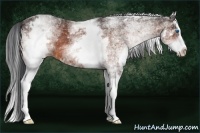 Horse Color:White Spotted Bay Splash