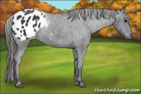 Horse Color:Black Blanket