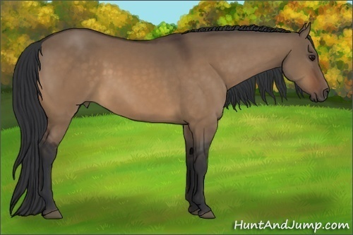 Horse Color:Bay Dun