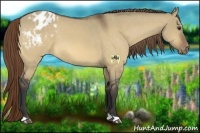 Horse Color:Buckskin Dun Varnish 