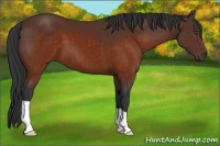 Horse Color:Brown 