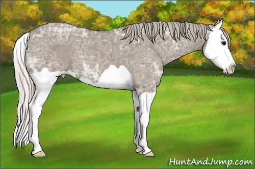Horse Color:Silver Grullo Ice Splash 