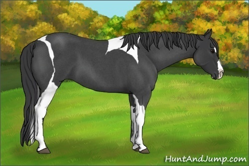Horse Color:Blue Roan Splash Tobiano