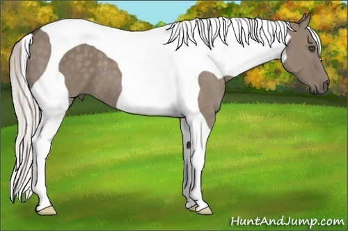 Horse Color:Silver Grullo Tobiano Frame 