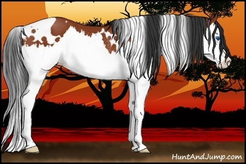 Horse Color:White Spotted Bay Splash Rabicano 