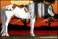 Horse Color:White Spotted Bay Splash Rabicano 