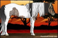 Horse Color:Bay Ice Tobiano Appaloosa 