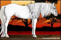 Horse Color:Palomino Ice Sabino Splash Appaloosa 