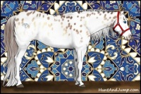 Horse Color:White Spotted Brown Roan Onyx Splash Appaloosa