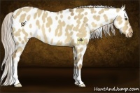 Horse Color:Chocolate Palomino Dun Appaloosa 