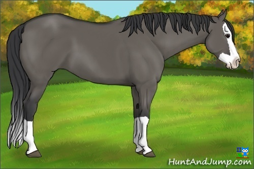 Horse Color:Grullo Splash 