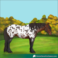 Horse Color:Bay Near Leopard 