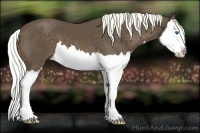 Horse Color:Liver Chestnut Splash